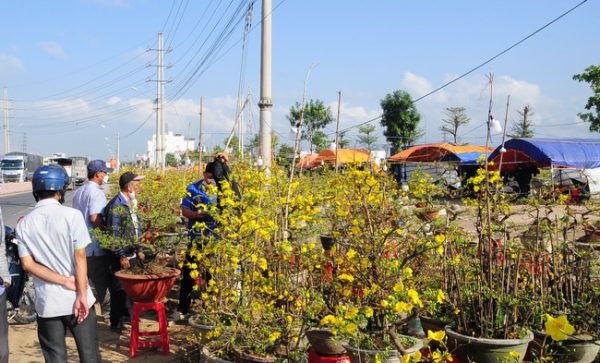 Lễ hội mai vàng An Nhơn
